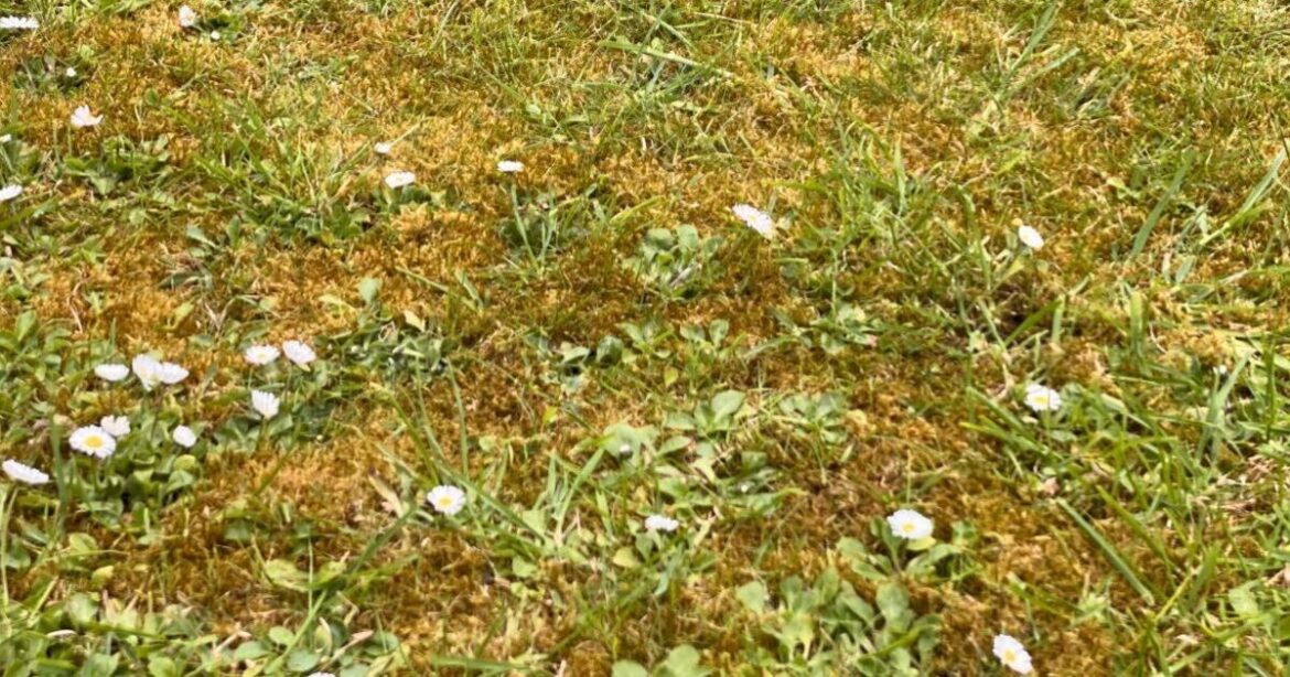 How to remove moss from lawn fast without raking