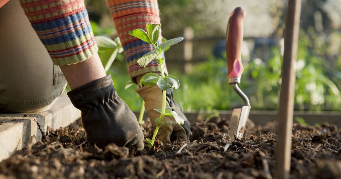 Gardeners urged to plant 5 different crops in May Gardeners urged to plant 5 different crops in May
