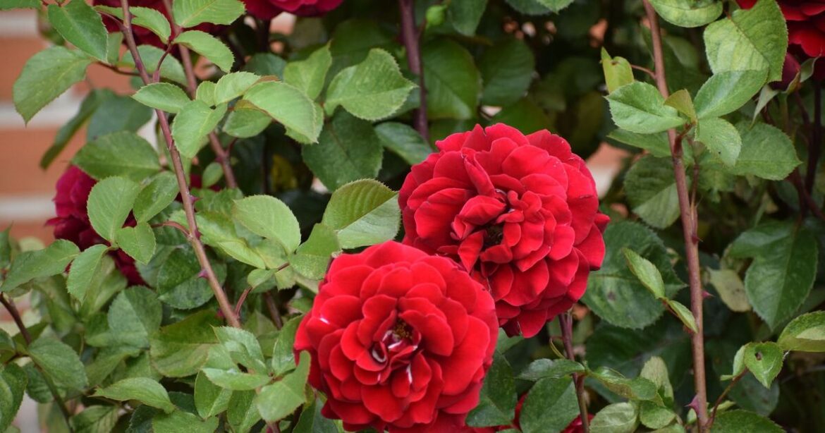 Roses will bloom more if gardeners do simple change this month Roses will bloom more if gardeners do simple change this month
