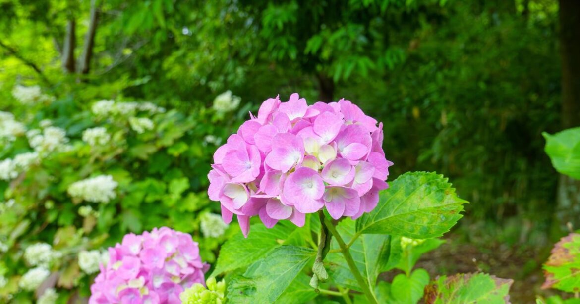 ‘Crucial’ hydrangea task for a beautiful summer display 'Crucial' hydrangea task for a beautiful summer display