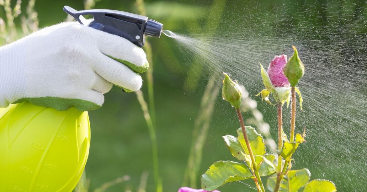 Gardeners urged to spray washing up liquid on roses in May