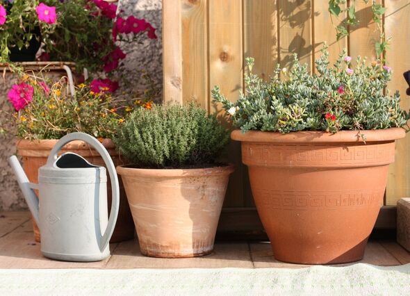 terracotta spring flower pots on a terrace with a watering can. Gardening