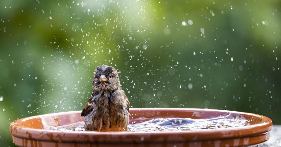 Anyone with a bird bath in garden urged to act before Friday | UK | News Anyone with a bird bath in garden urged to act before Friday | UK | News