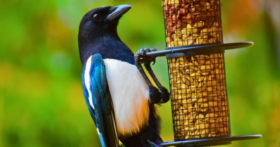 Magpies will stop bullying birds at feeders if you place one object in garden
