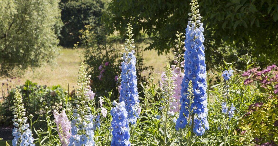 Gardeners urged to do 1 thing to delphiniums for Chelsea-worthy blooms | UK | News Gardeners urged to do 1 thing to delphiniums for Chelsea-worthy blooms | UK | News