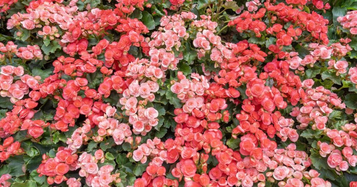 Begonias will bloom beautifully all summer if gardeners follow this ea | UK | News