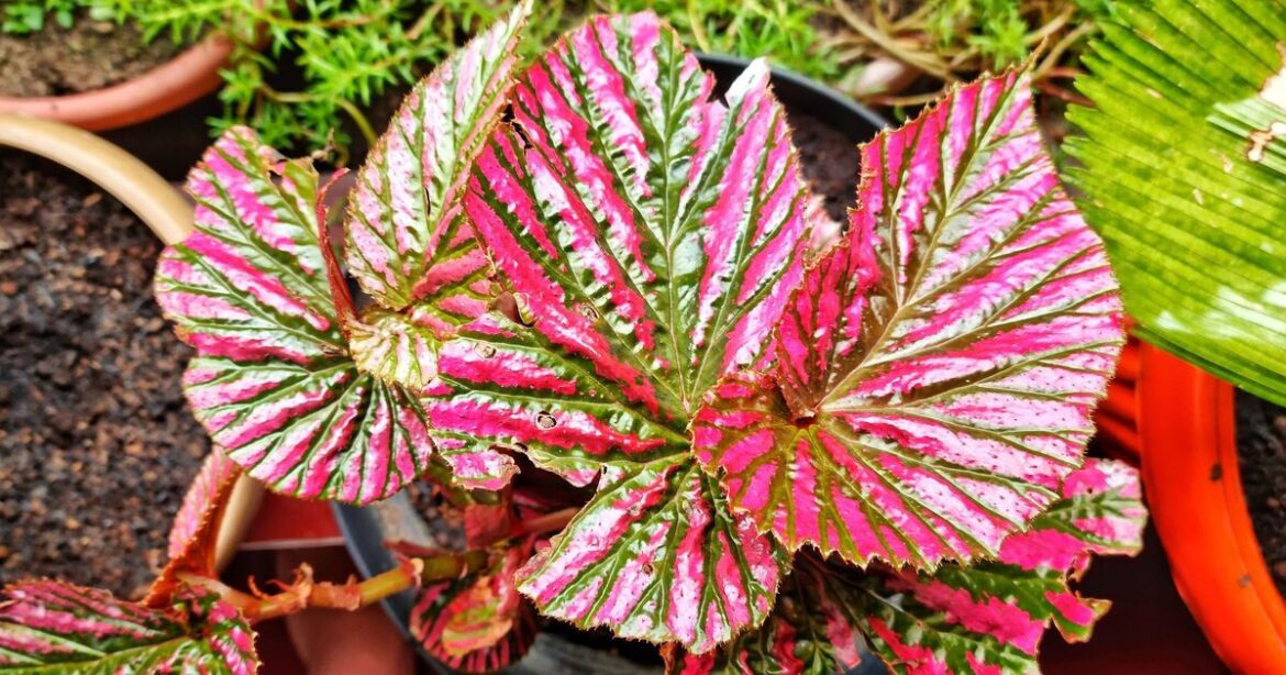 I won gold at RHS Chelsea – these are my favourite begonias | UK | News I won gold at RHS Chelsea - these are my favourite begonias | UK | News