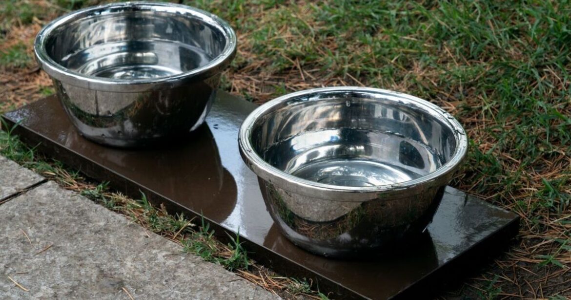 UK households urged to put bowl of water in garden on Sunday UK households urged to put bowl of water in garden on Sunday