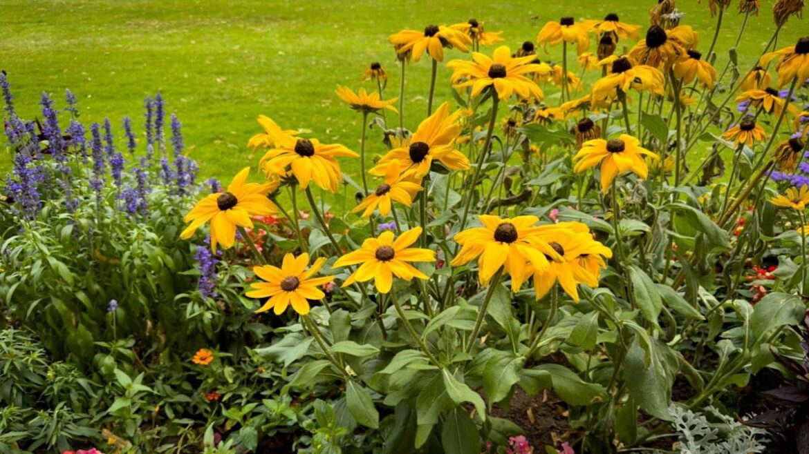 7 Perennial Planting Mistakes That Cost Gardeners Hundreds Every Spring 7 Perennial Planting Mistakes That Cost Gardeners Hundreds Every Spring
