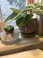 A look at 4 unique houseplants from Lancaster County vendor's Pa. Farm Show stand [column]