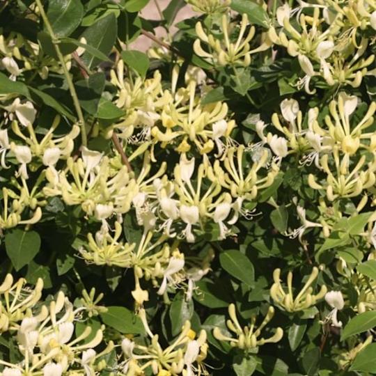 Scentsation Honeysuckle Vine
