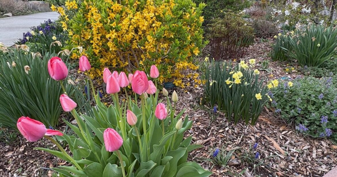A spring stroll through Kennewick’s Master Gardener garden is perfect for Mother’s Day | Explore Yakima