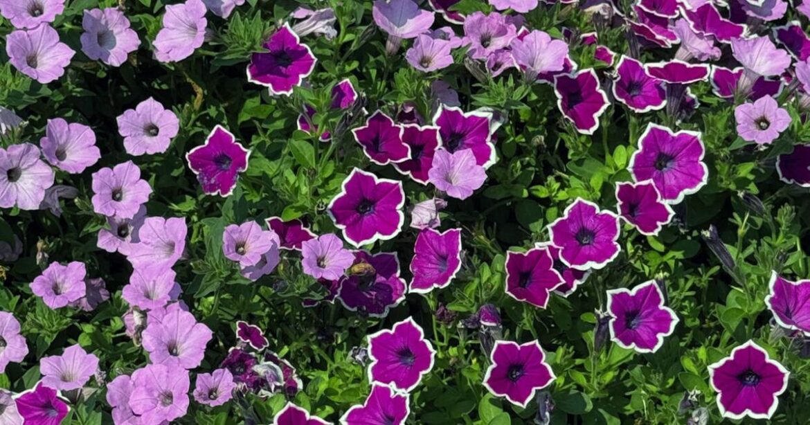 On Gardening: Supertunia Vista family gets another winner | Home and Garden On Gardening: Supertunia Vista family gets another winner | Home and Garden
