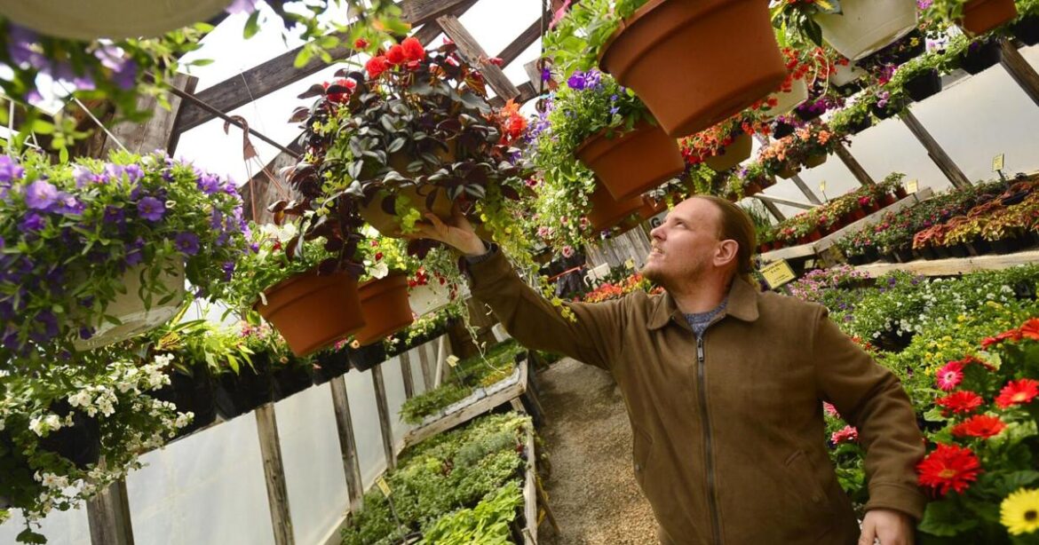 Master Gardener: Exploring new annuals for 2026 | Lifestyles Master Gardener: Exploring new annuals for 2026 | Lifestyles