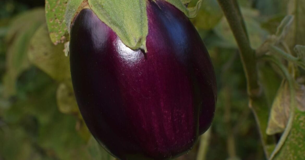 Garden tips for May | Master Gardener | Lifestyles Garden tips for May | Master Gardener | Lifestyles