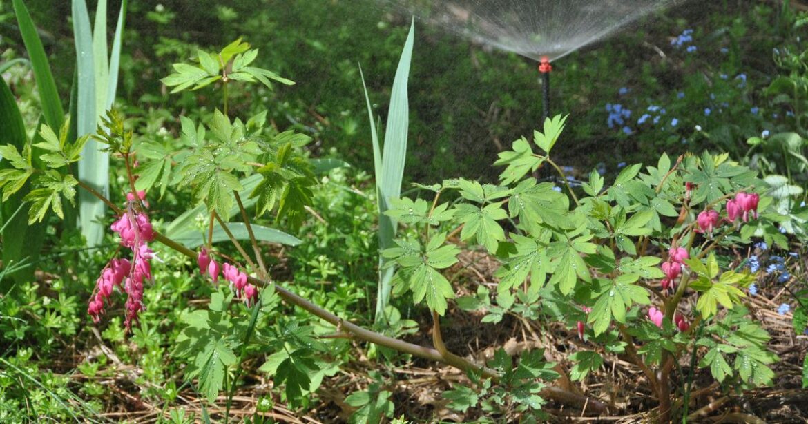 Gardening: The right system gets your water just where your garden needs it Gardening: The right system gets your water just where your garden needs it