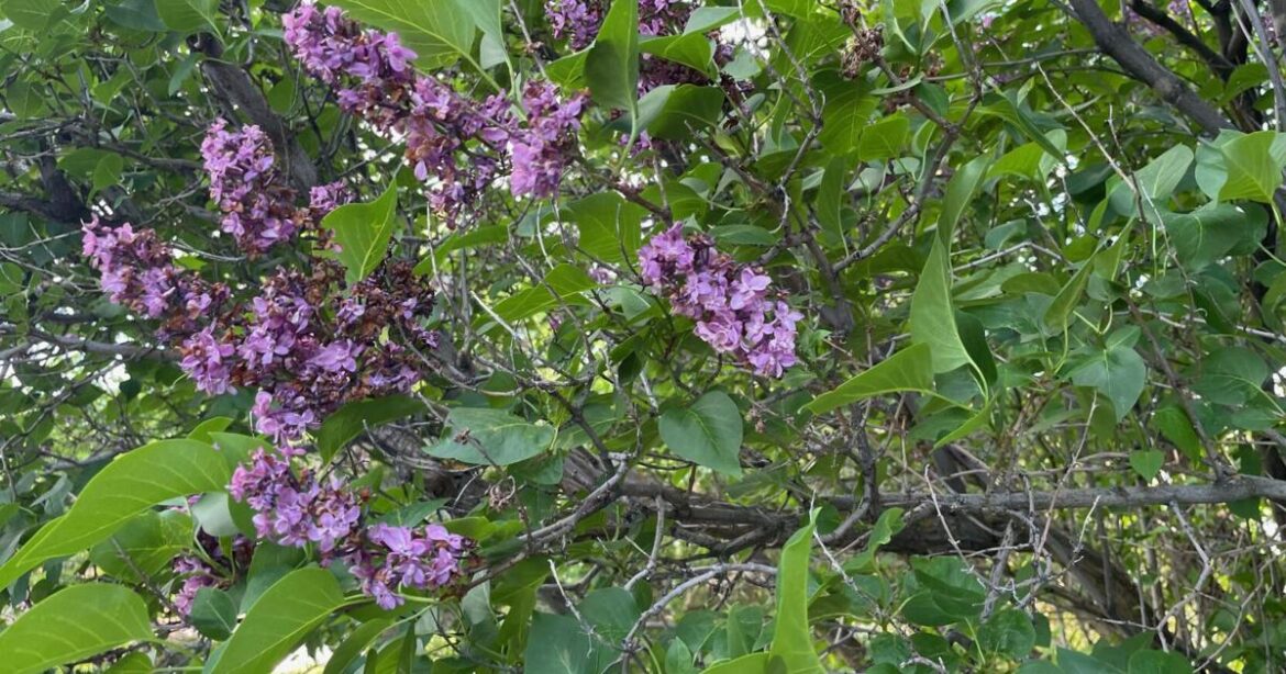 Barany in the garden: Yakima’s climate suits lilacs and their sweet spring scent | Home And Garden Barany in the garden: Yakima’s climate suits lilacs and their sweet spring scent | Home And Garden