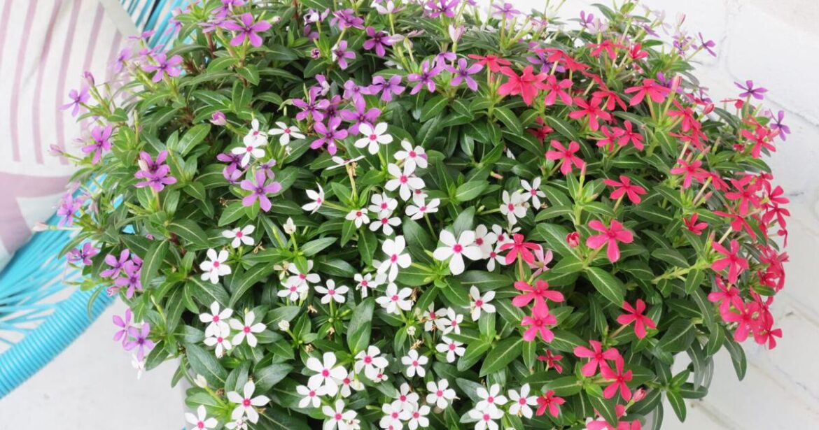 Easy-care patriotic container gardens | News Easy-care patriotic container gardens | News