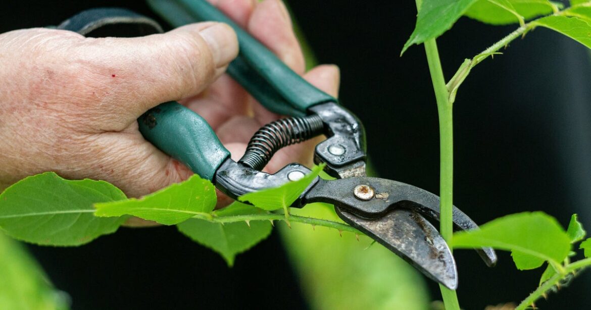 King Charles' Former Gardener Jack Stooks Shares Pruning Tips To Help Your Garden Flourish