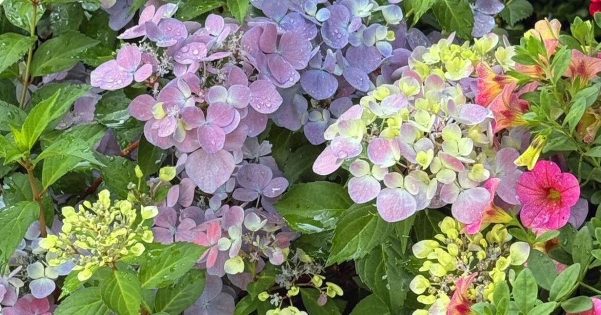 On Gardening: Your flower fest begins with Fairytrail Fresco | Gardening