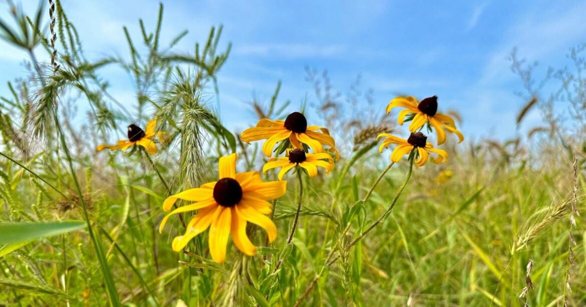How to fill your garden with native blooms this spring | MADISON MAGAZINE How to fill your garden with native blooms this spring | MADISON MAGAZINE