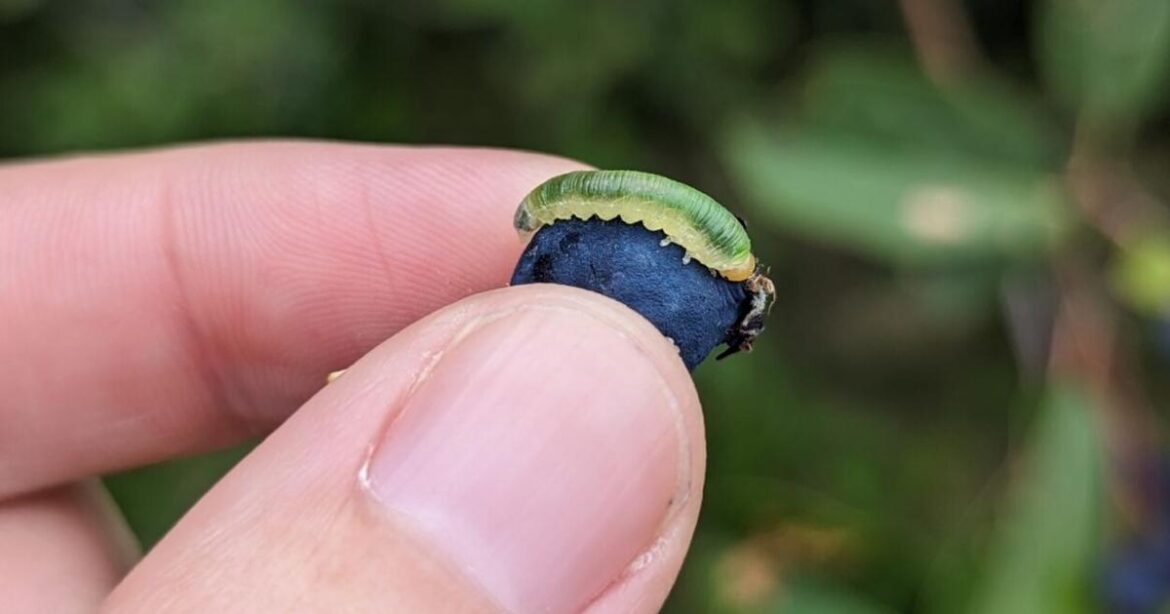 Saskatoon berries are easy to grow and fun to pick (but not as tasty as Alaska blueberries) | Gardening Saskatoon berries are easy to grow and fun to pick (but not as tasty as Alaska blueberries) | Gardening