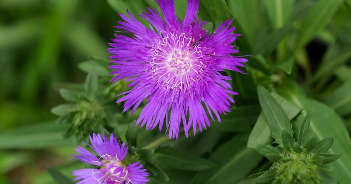 Stokesia delights gardeners, pollinators all summer l | Home/Garden