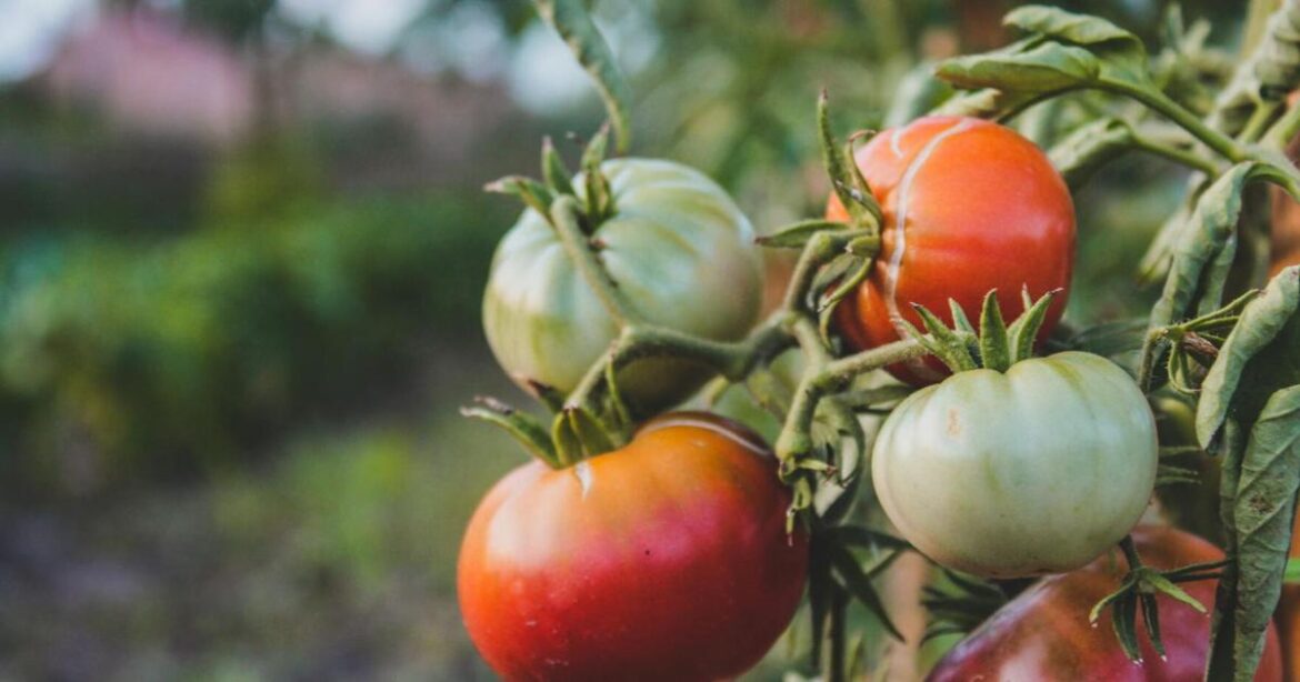 Gardening neighbor sows seeds of enthusiasm for growing things [I Know a Story column] | Local News