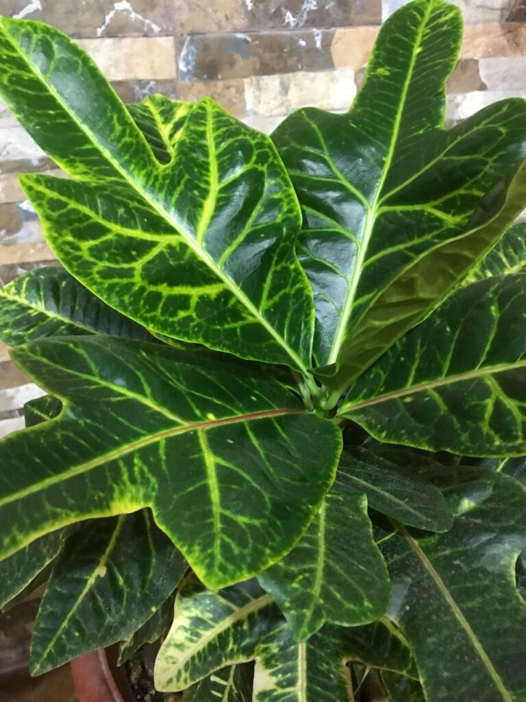 What plant is this? What plant is this?