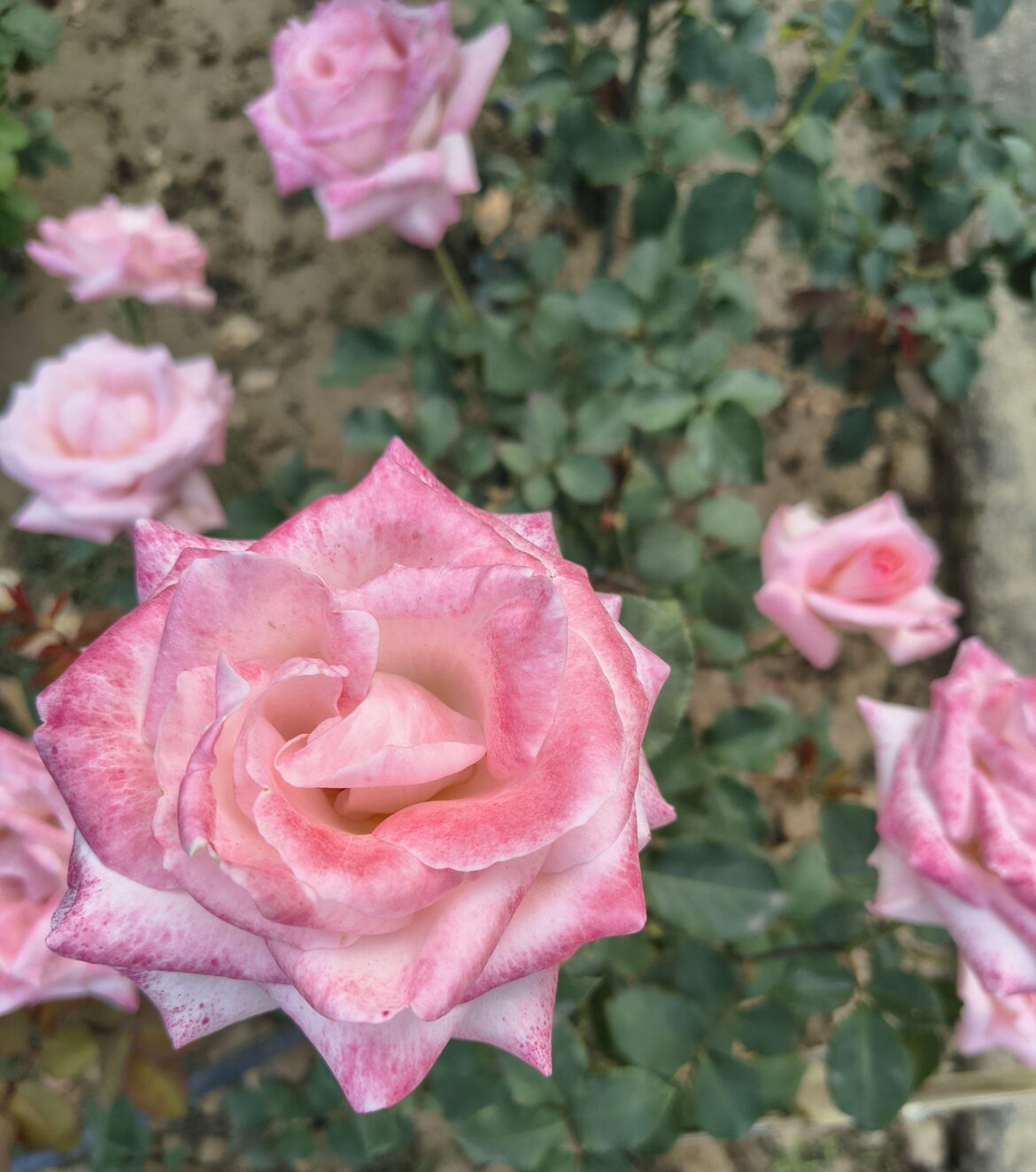 Pinkerbelle Rose (Rosa meivanae) [OC]