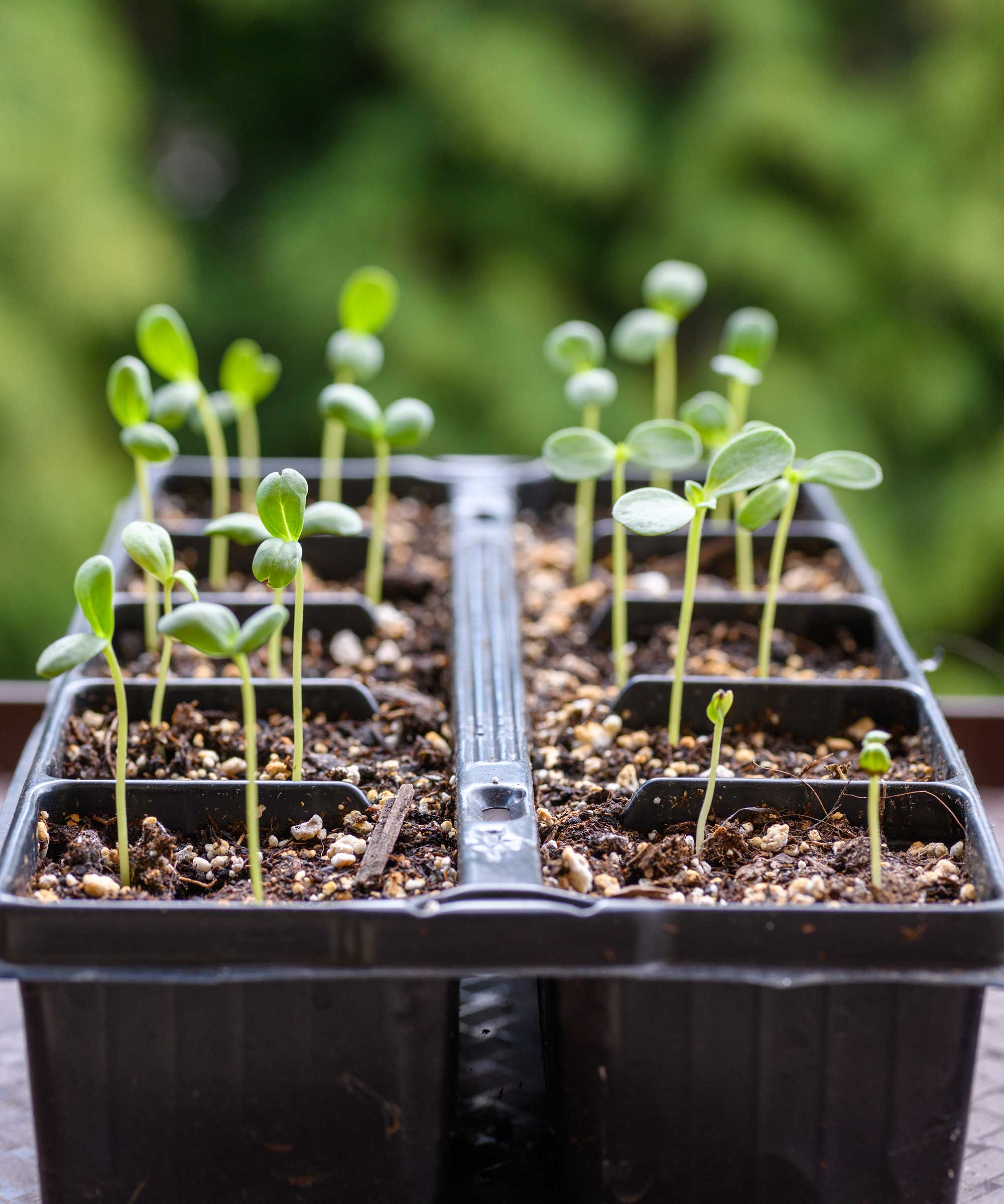 seedlings on windowsill