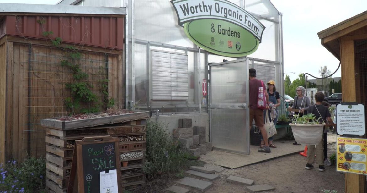 Worthy Garden Club hosts plant sale to kickstart growing season | Local News Worthy Garden Club hosts plant sale to kickstart growing season | Local News