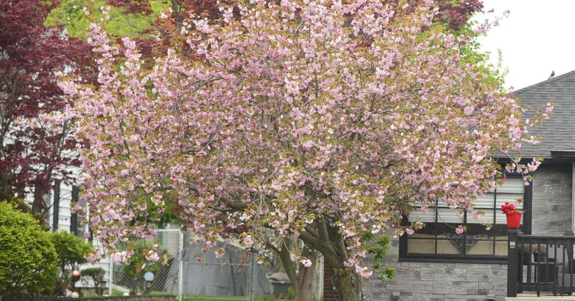 Master Gardener: Gardening beneath trees is possible with care | Lifestyles Master Gardener: Gardening beneath trees is possible with care | Lifestyles