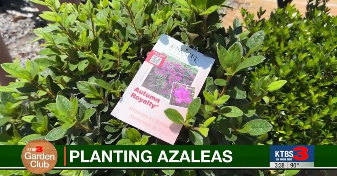 Gardening expert shares tips on choosing the right azaleas for your landscape | Community
