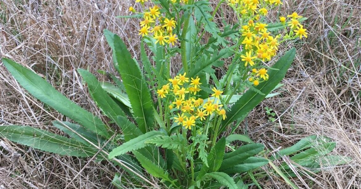 AIKEN MASTER GARDENERS: Ruderal plants are adaptable and resilient