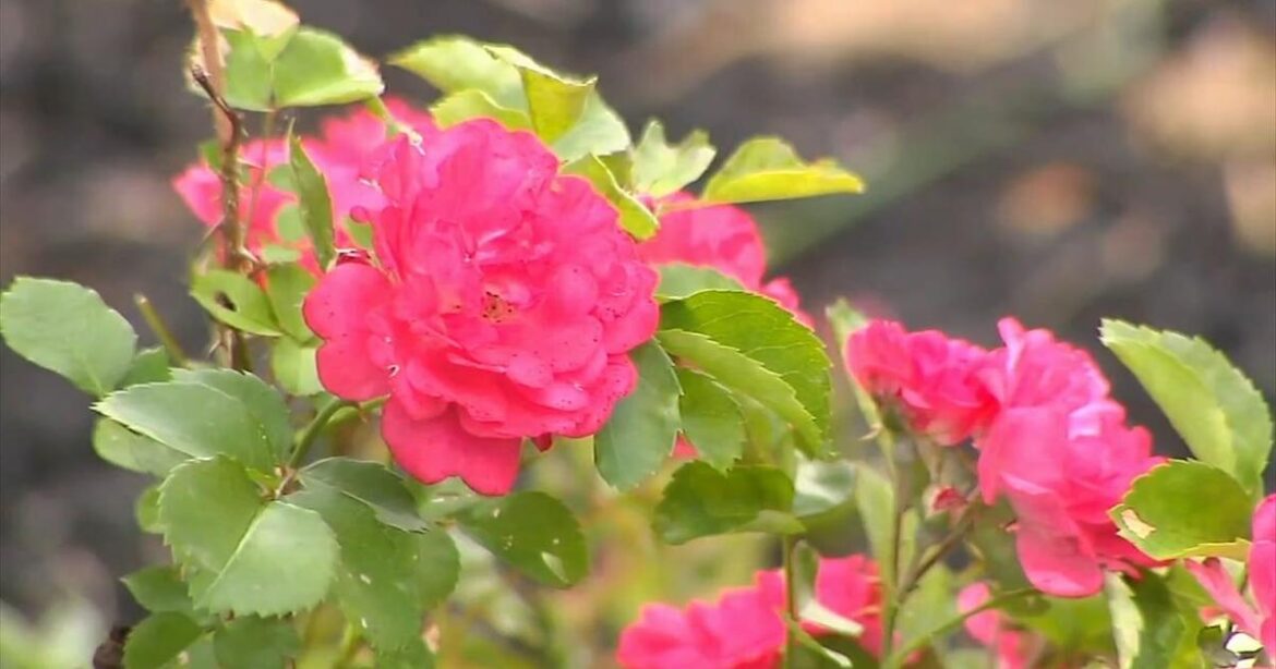 How to stay safe in the heat while you’re gardening | Lehigh Valley Regional News How to stay safe in the heat while you're gardening | Lehigh Valley Regional News