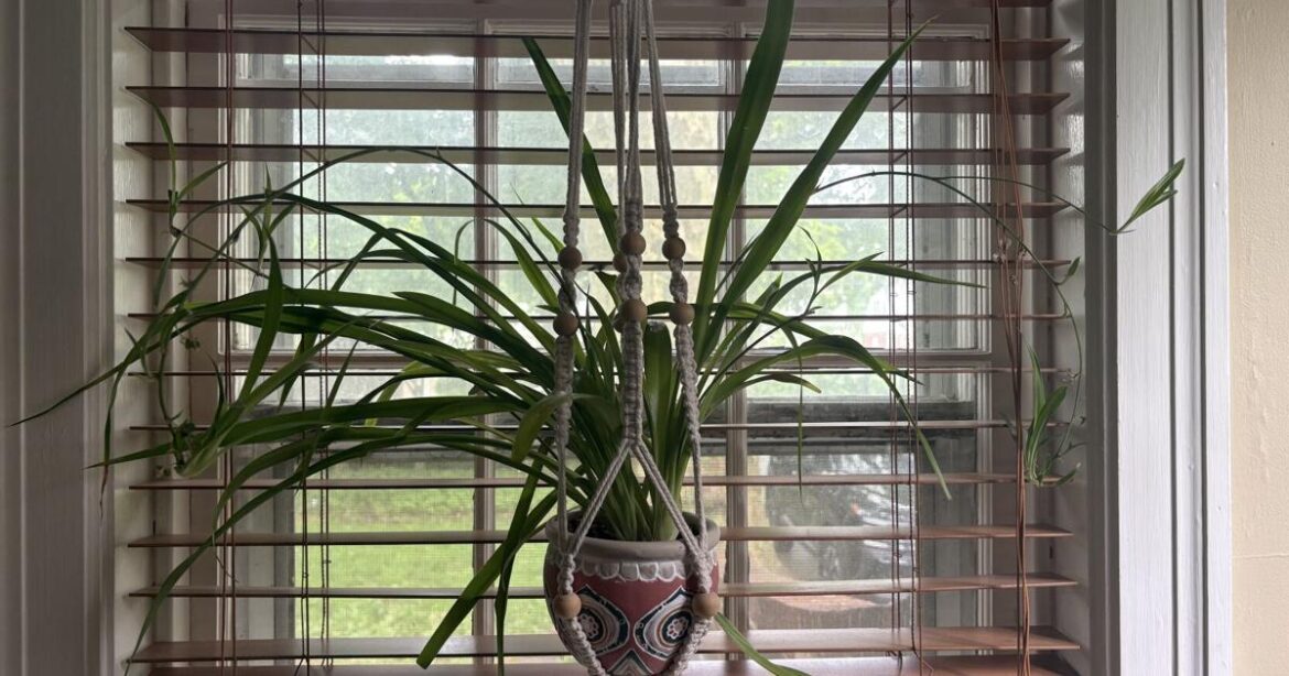 Gardening through grief: What I learned when I lost my mom and gained her houseplants [column] | Home & Garden