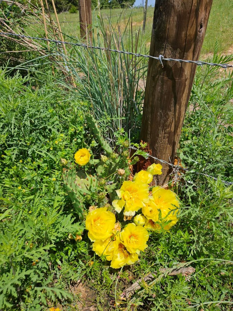Yellow beauties