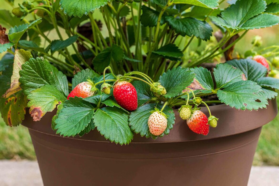 5 Ways to Grow More Fruits and Vegetables in Small Spaces—No Yard Required 5 Ways to Grow More Fruits and Vegetables in Small Spaces—No Yard Required