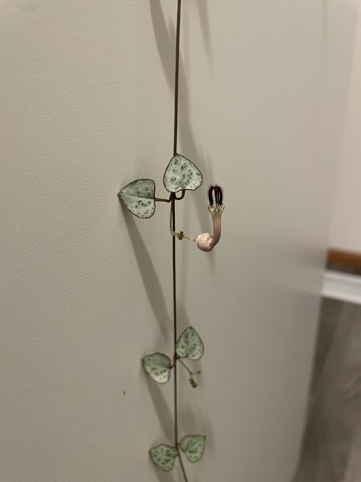 Help!! My string of hearts is exposing itself!