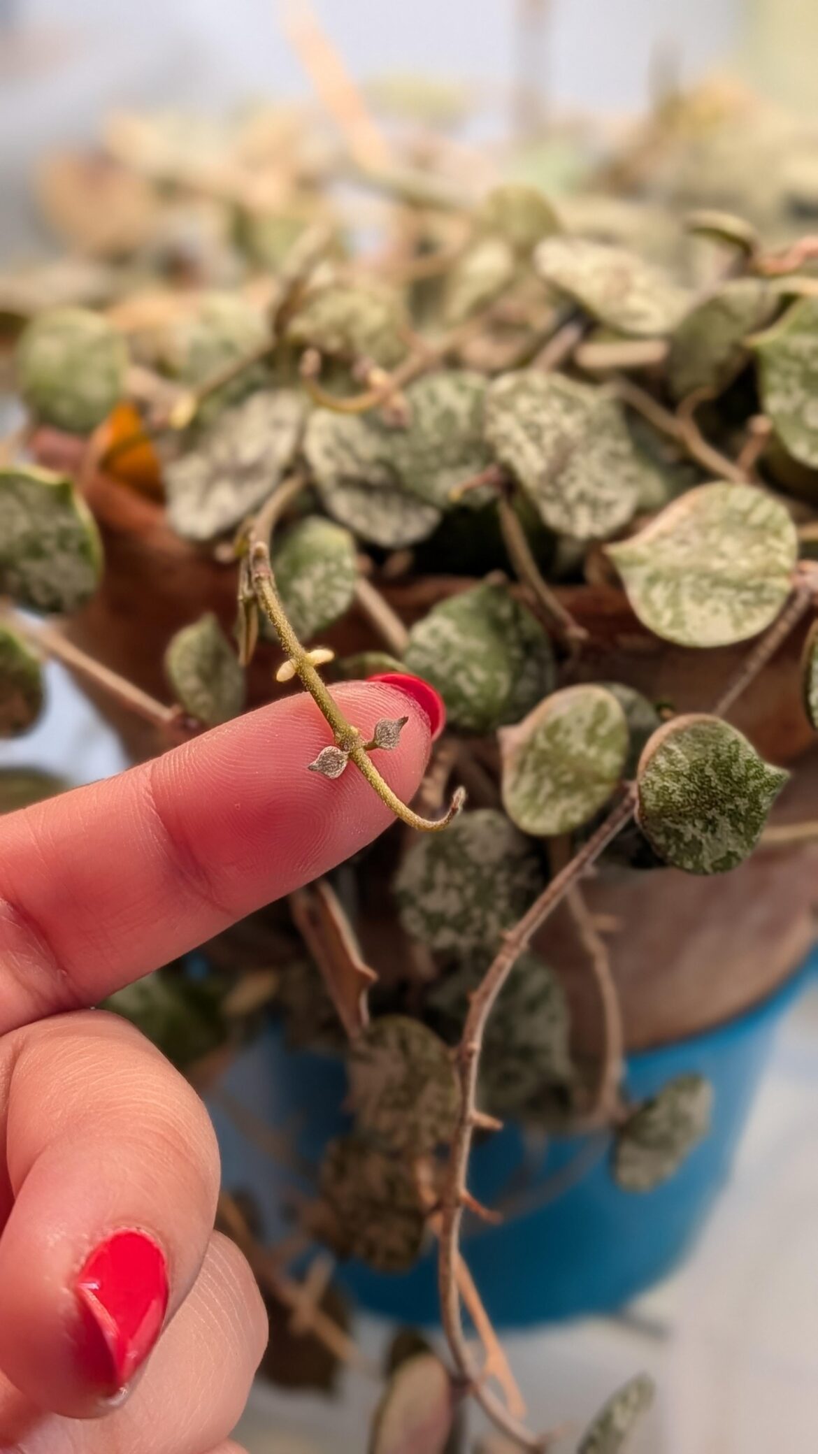 These baby leaves!