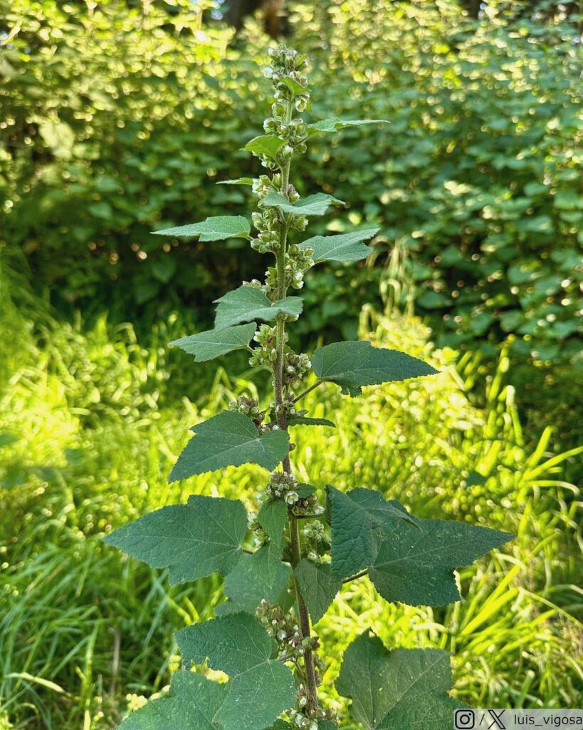 Kearnemalvastrum subtriflorum (Malvaceae)