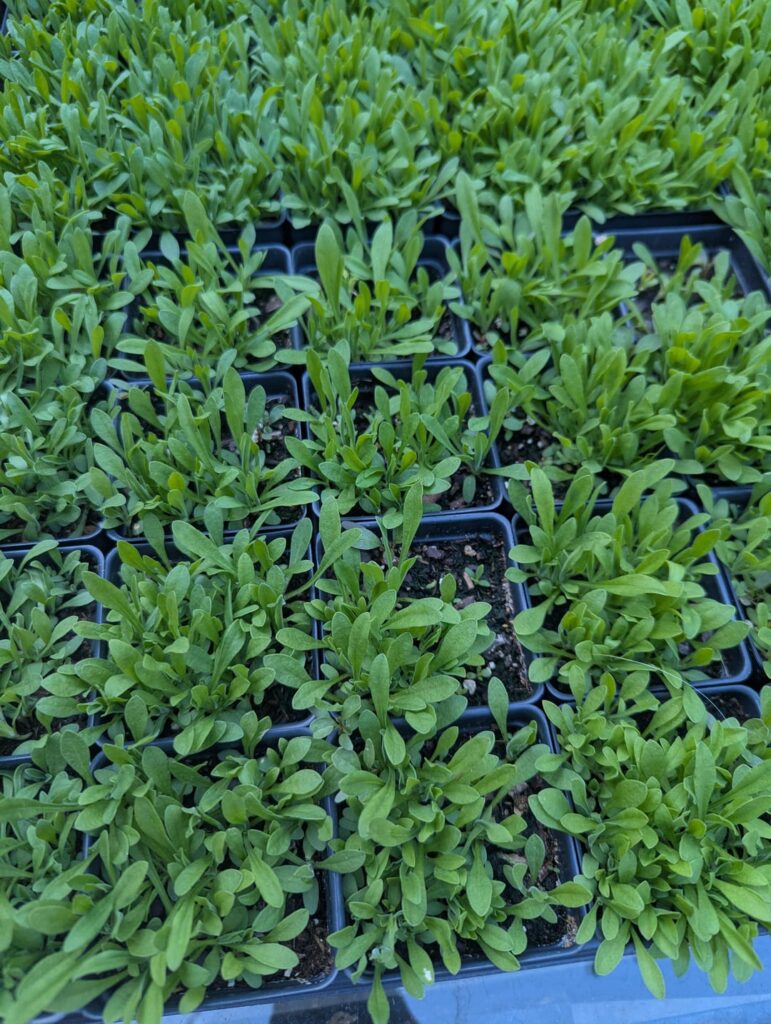 What are these? I don't think that are thyme...