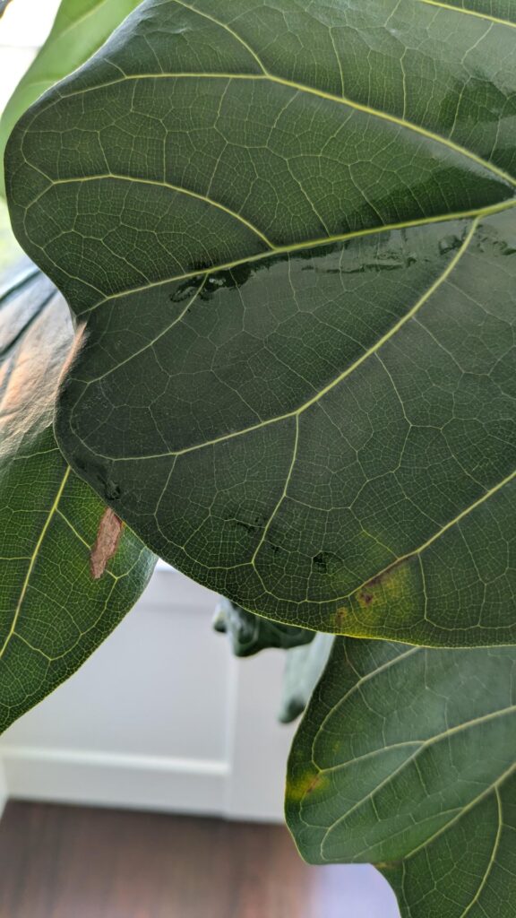 Is my plant struggling? Noticing more brown spots Is my plant struggling? Noticing more brown spots