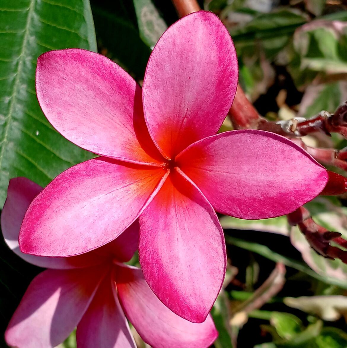 [OC] Plumeria