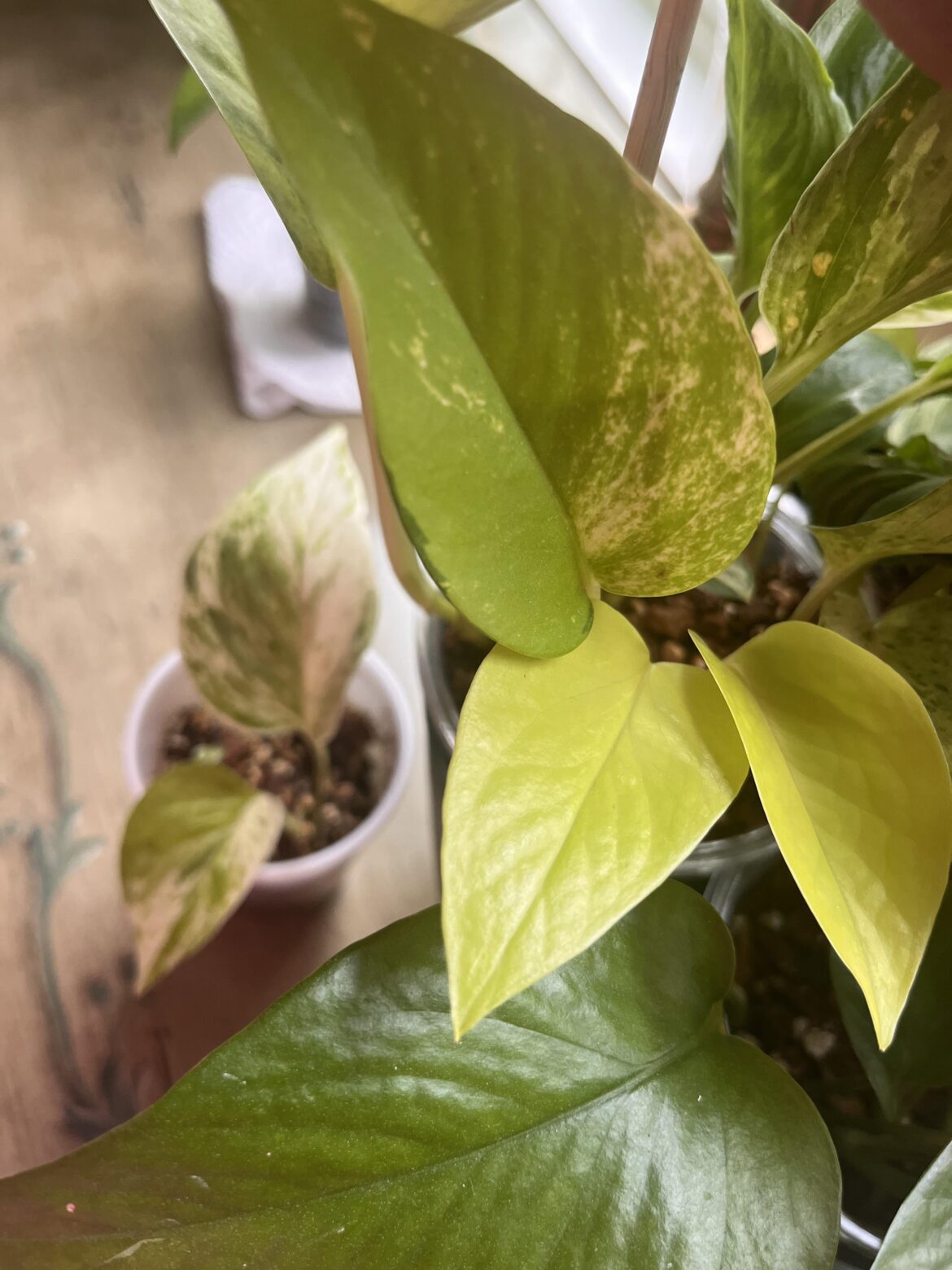Variegated Neon prop Variegated Neon prop