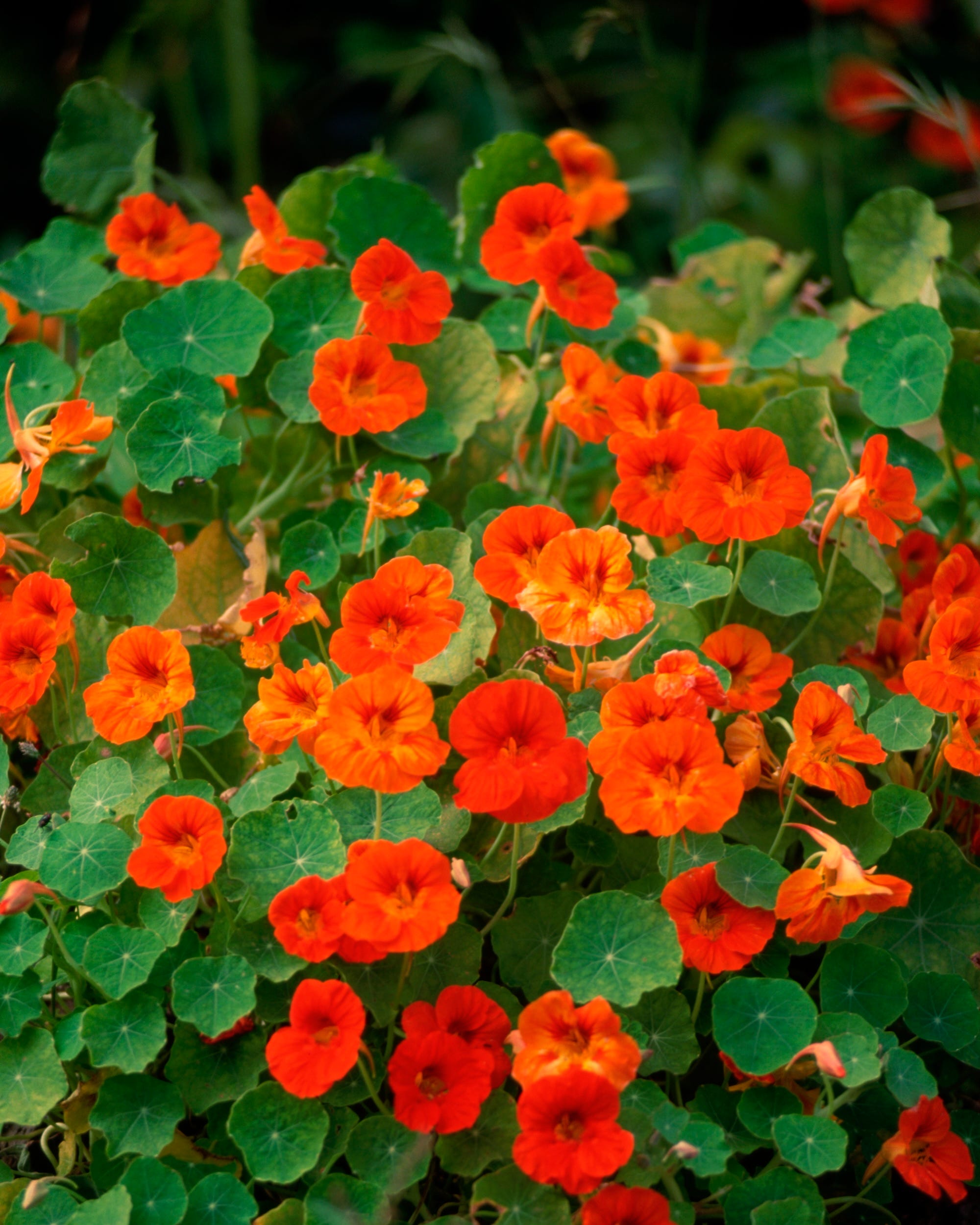 cluster of vibrant orange flowers among green leaves