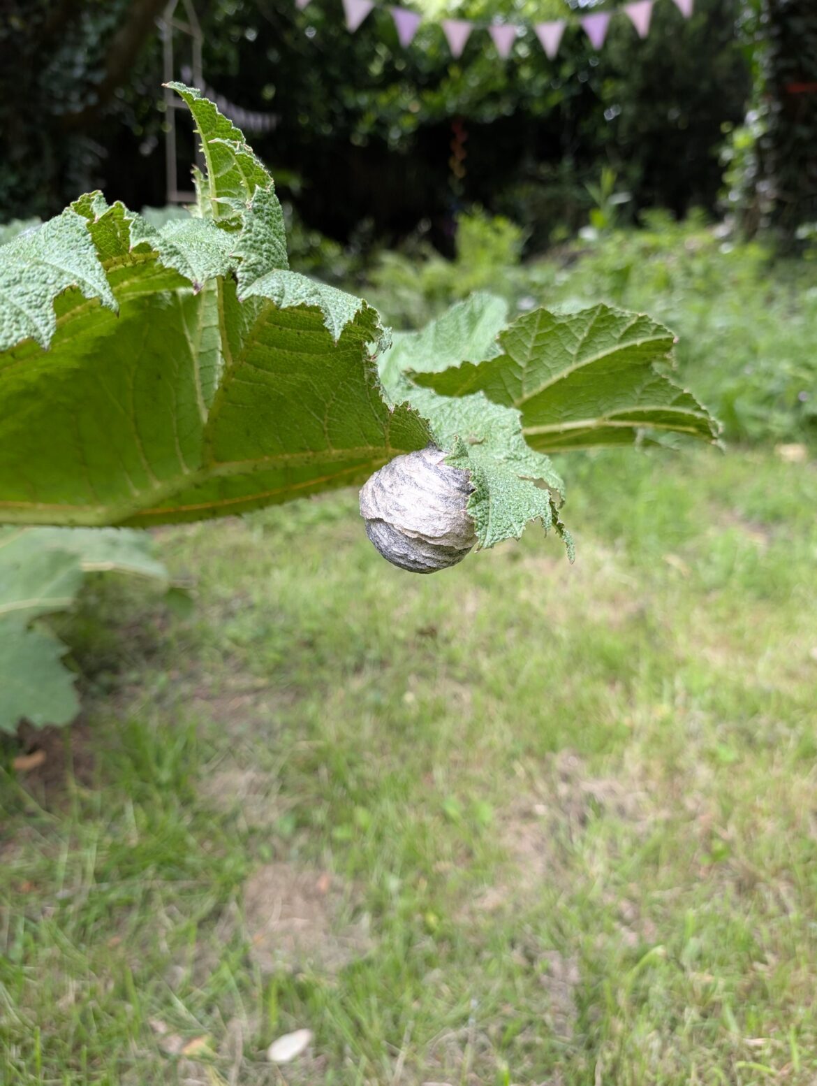 Hmmm what is this on our Gunnera leaf?