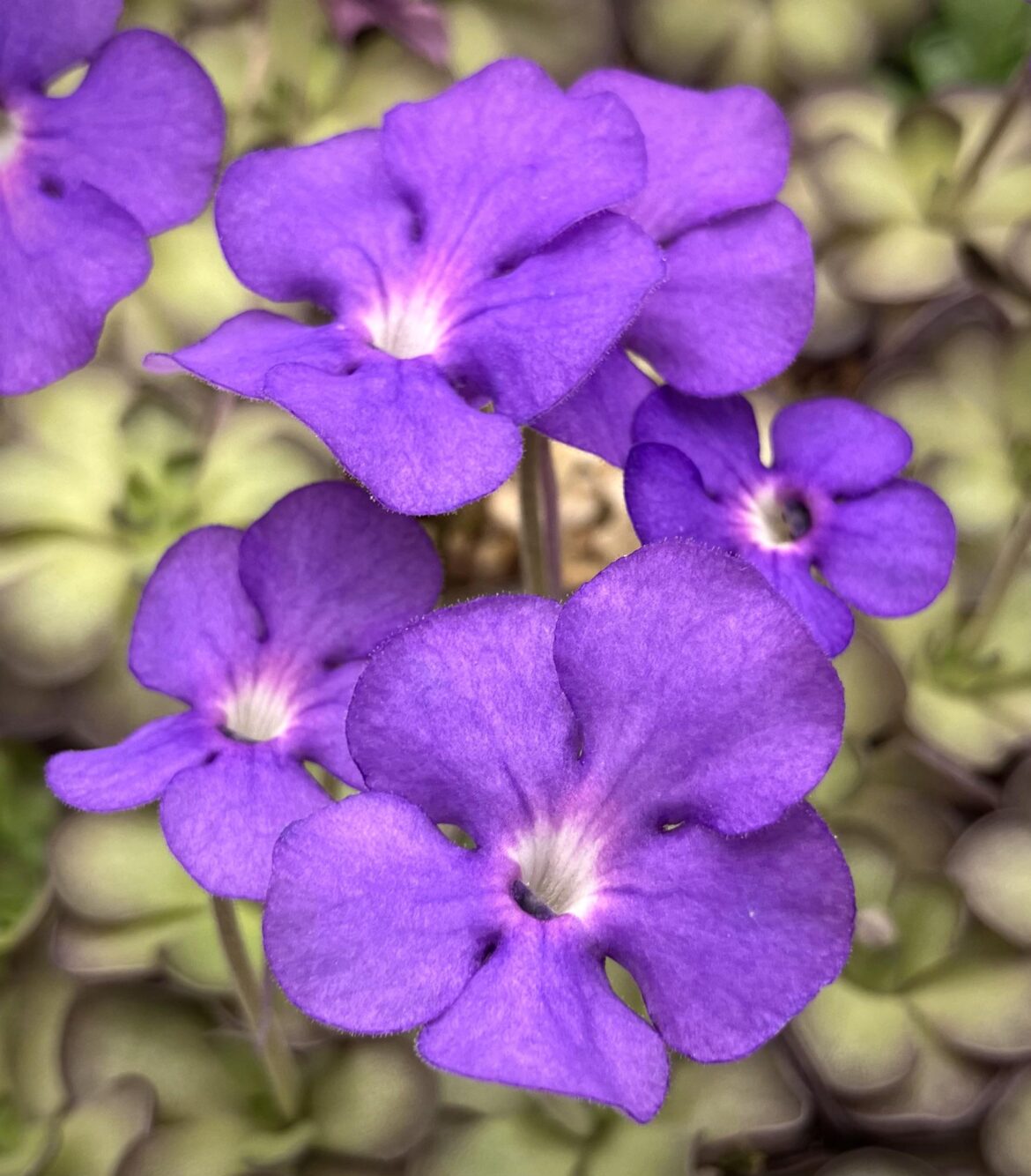 Pinguicula cyclosecta ‘Dulces Nombres, Nuevo León’ 💜