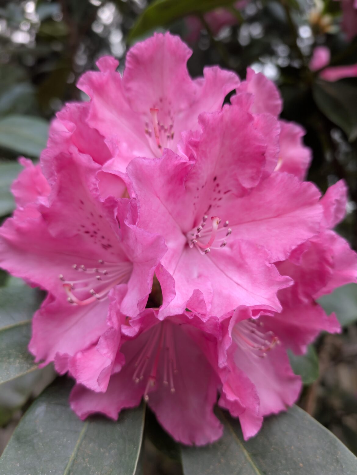 Rhododendron 7